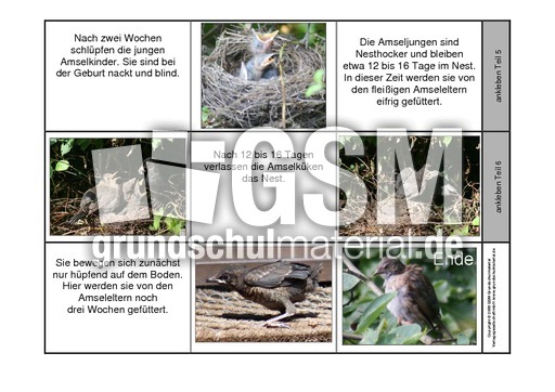 Leporello-Amsel-Aufzucht-2.pdf